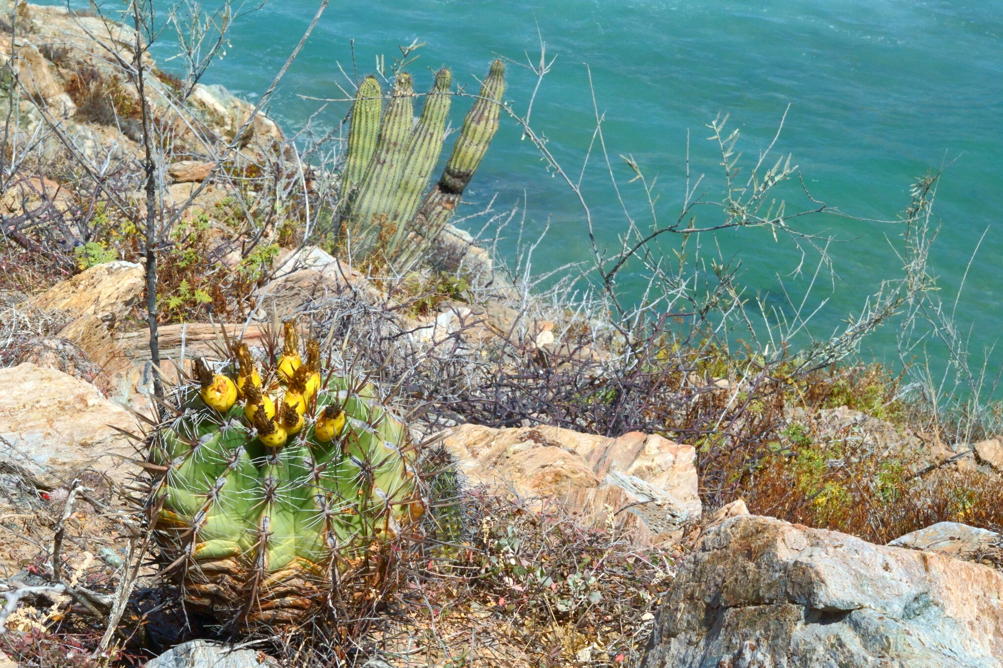 Ferocactus townsendianus