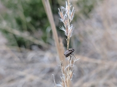 Diptera