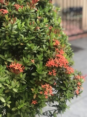 Ixora
