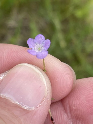 Smooth phacelia (Phacelia glabra)