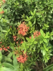 Ixora