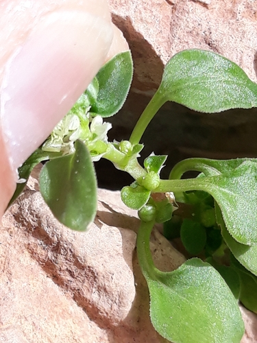 Image of Theligonum cynocrambe by (c) Karim Haddad, some rights reserved (CC BY)