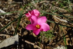 Oxalis hirta