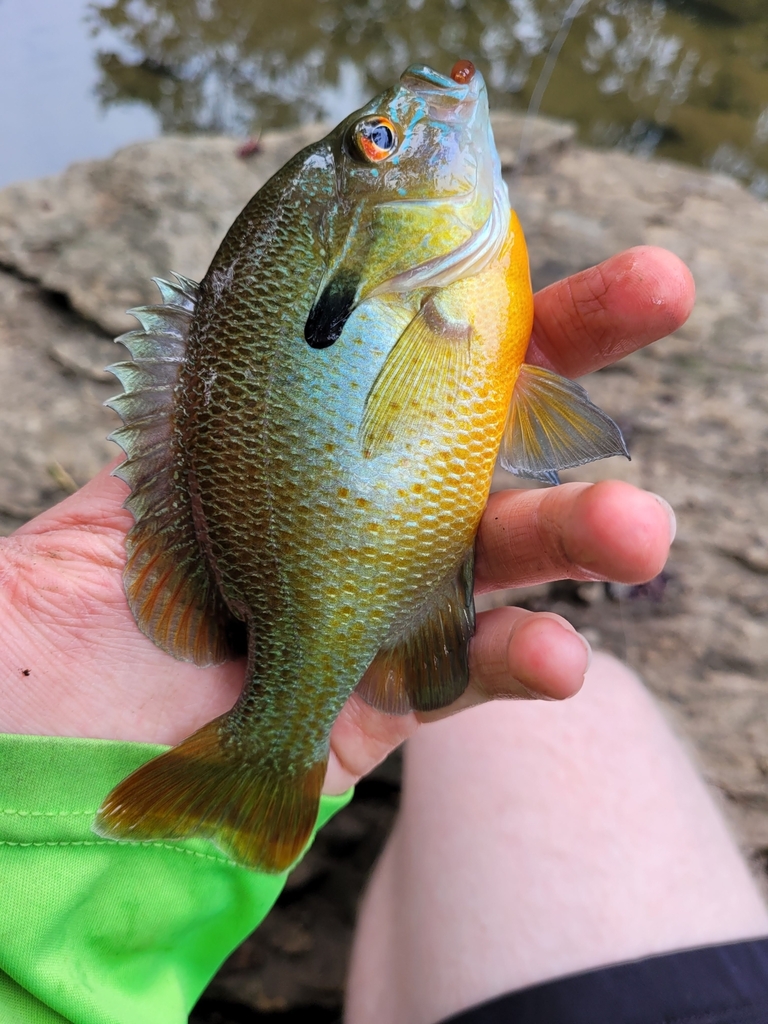 Redbreast Sunfish from Middletown Township, PA, USA on June 20, 2021 at ...