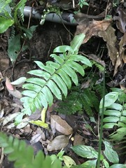 Polystichum lepidocaulon