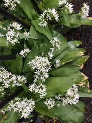Allium ursinum