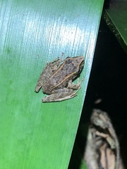 Pristimantis lanthanites