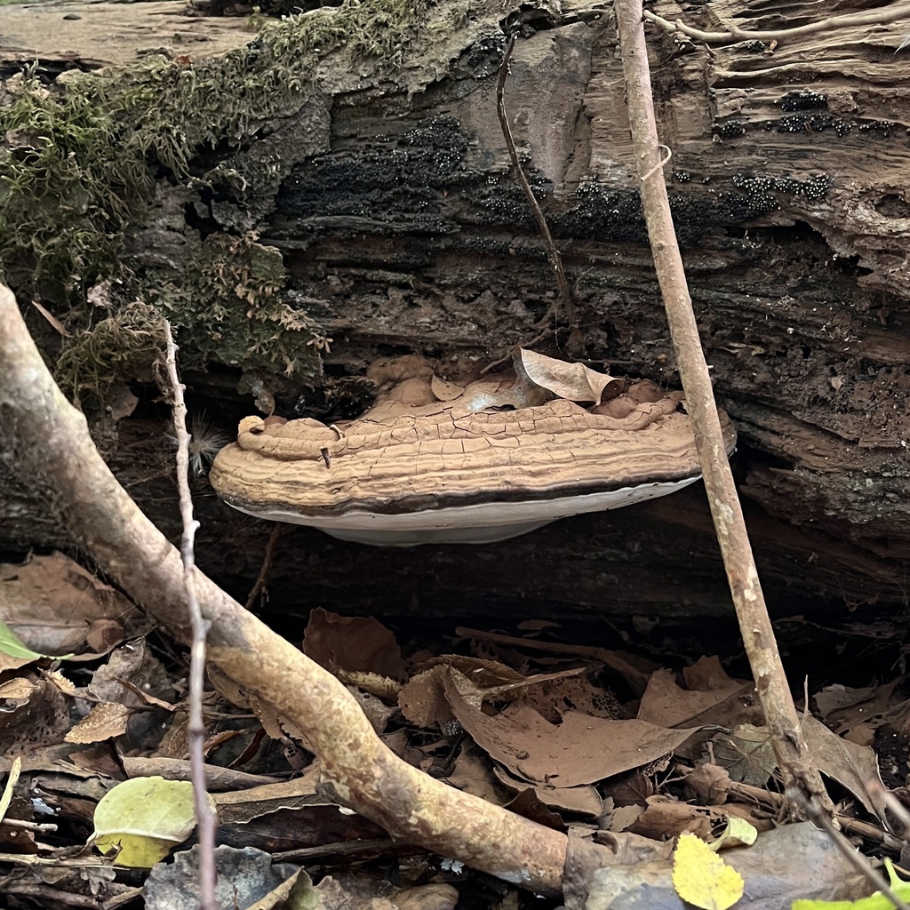Ganoderma australe · March 2024 · photo: © cristianriquelme (iNaturalist, cc-by)