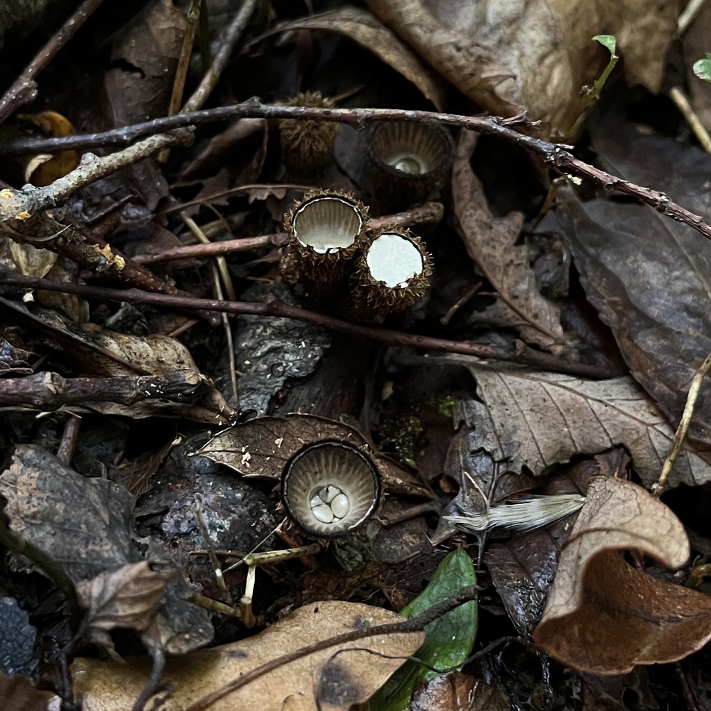 Cyathus striatus · March 2024 · photo: © cristianriquelme (iNaturalist, cc-by)