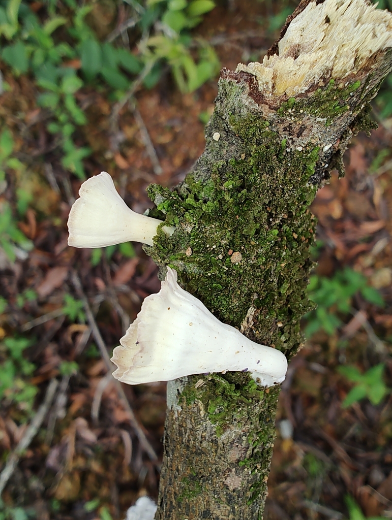 Cymatoderma caperatum · March 2024 · photo: © biomartita (iNaturalist, cc-by)