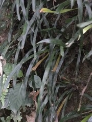 Haplopteris anguste-elongata