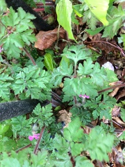 Geranium robertianum