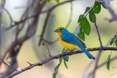 Orange-Breasted Bunting photo 3