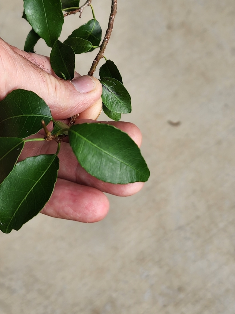 Scrub poison tree in March 2024 by pcopping · iNaturalist