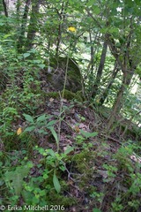 Pilosella piloselloides