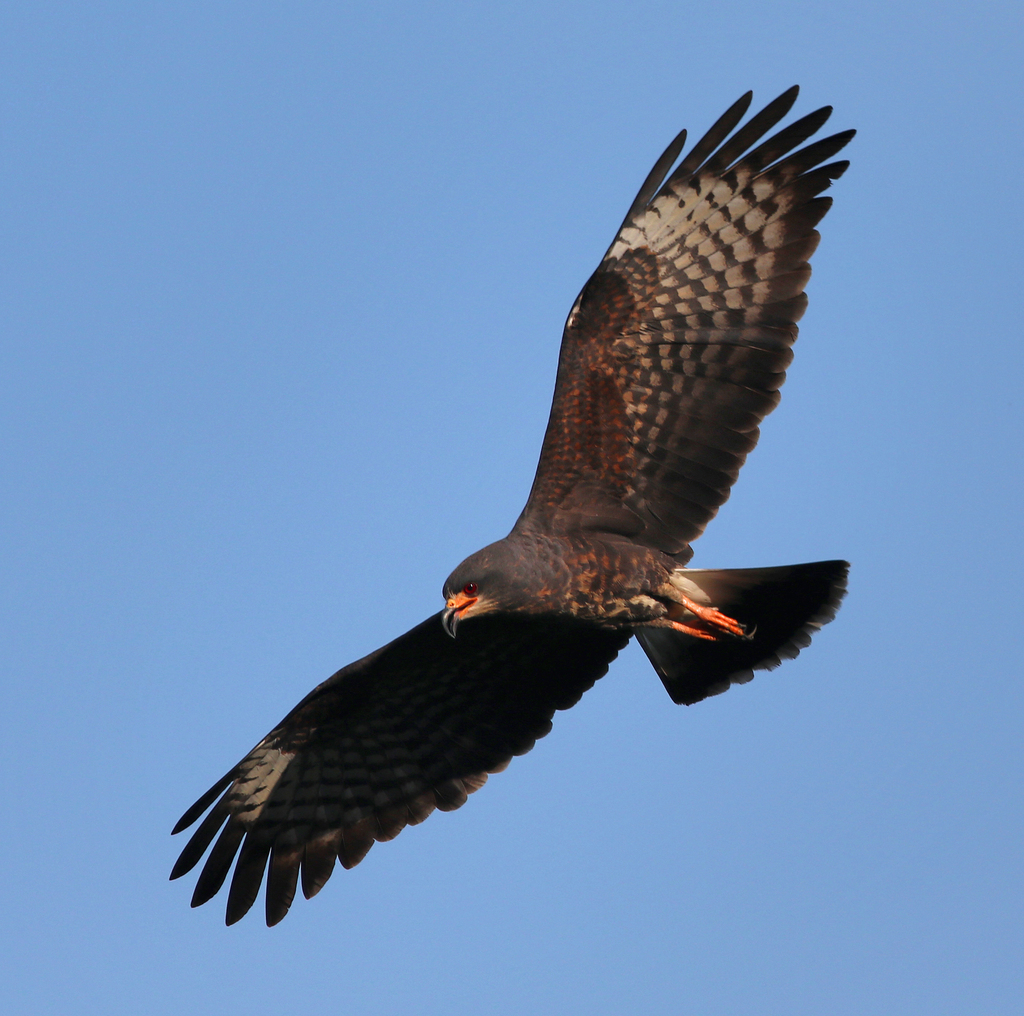 Gavilán caracolero (Aves en Supía Caldas) · iNaturalist