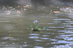 Eichhornia crassipes image