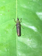 Raphirhinus phosphoreus