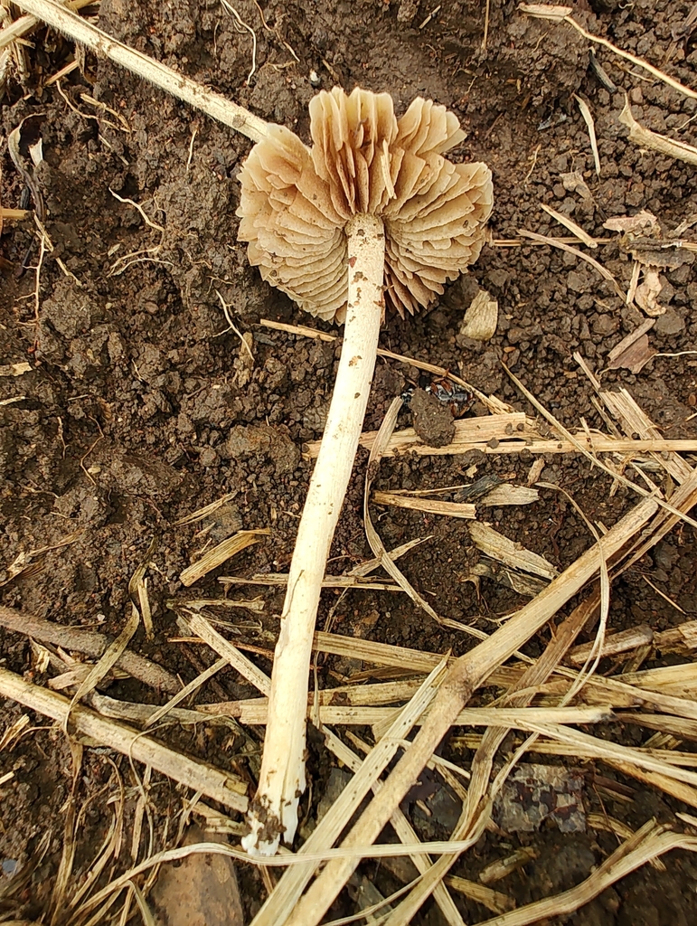 Agrocybe retigera · March 2024 · photo: © biomartita (iNaturalist, cc-by)