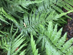 Microlepia obtusiloba