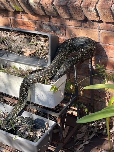 Diamond Python sighting