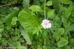 Geranium sanguineum