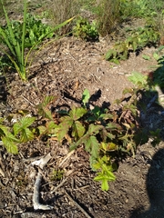 Rubus titanus