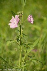 Malva alcea