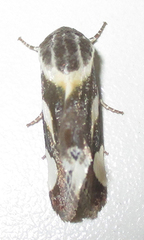 Acontia trimaculata