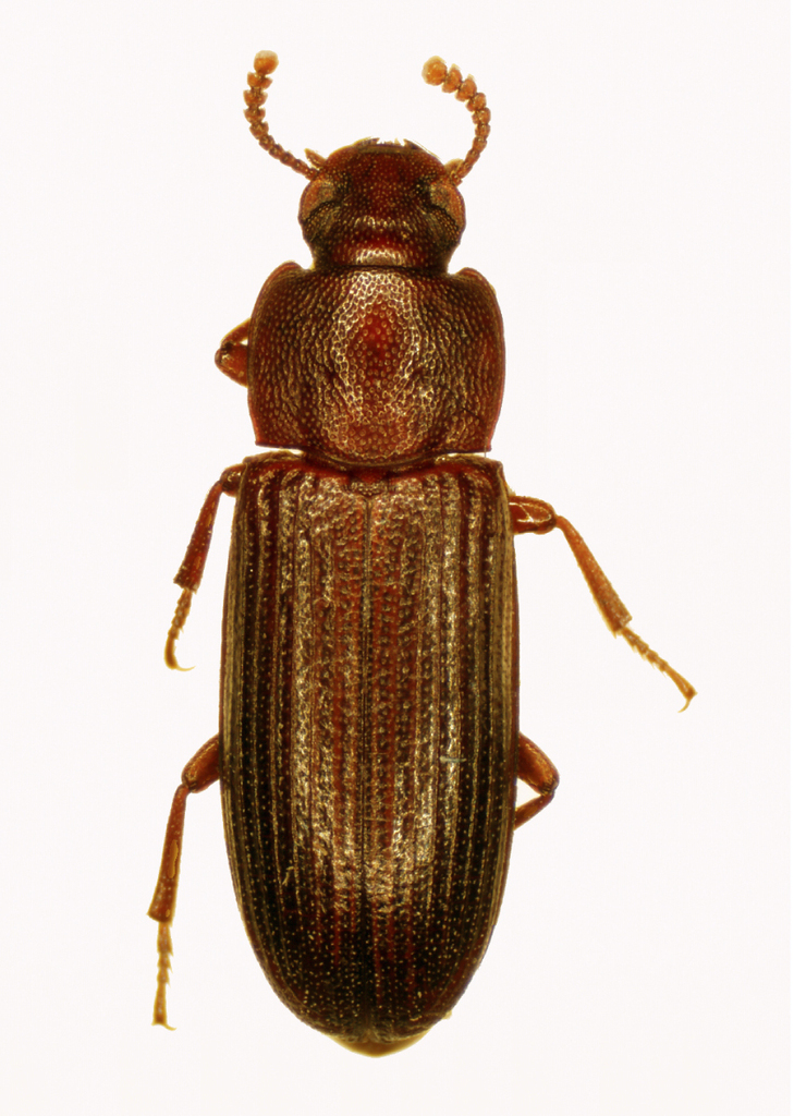 Dark Flour Beetle