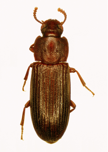 Dark Flour Beetle