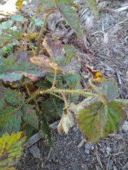 Rubus titanus