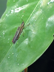 Raphirhinus phosphoreus