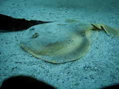 Cape Numbfish photo 2