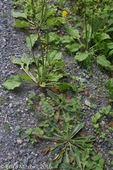 Pilosella piloselloides