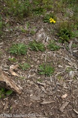 Pilosella piloselloides