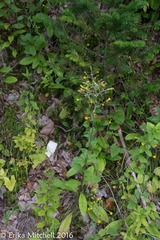 Hieracium scabrum