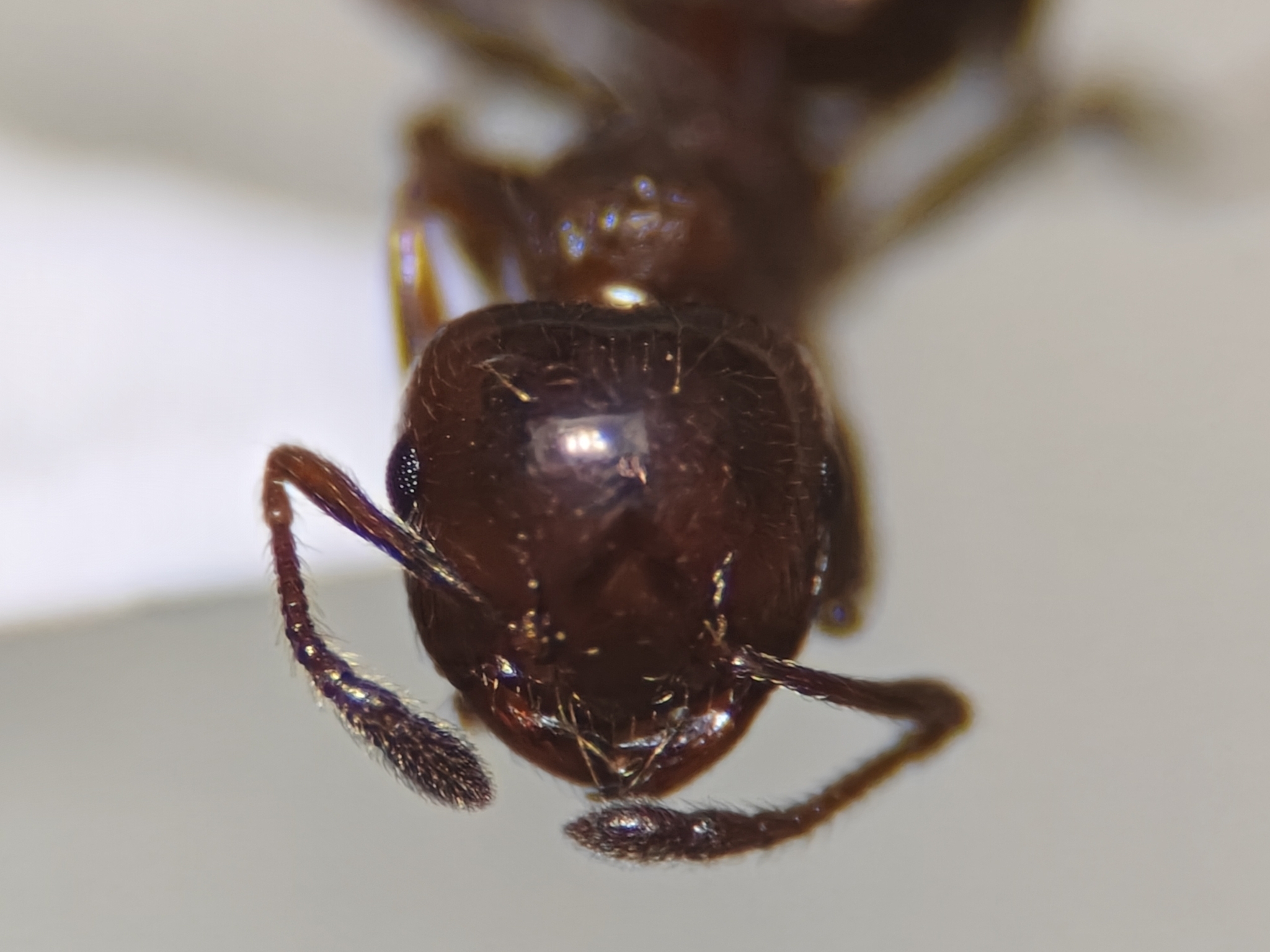 Crematogaster moelleri