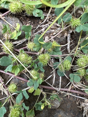 Medicago polymorpha