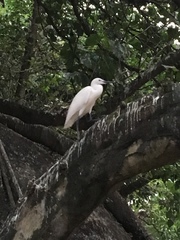Egretta garzetta