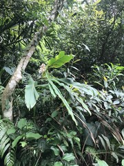 Alpinia kawakamii