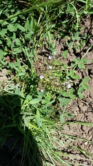 Veronica syriaca