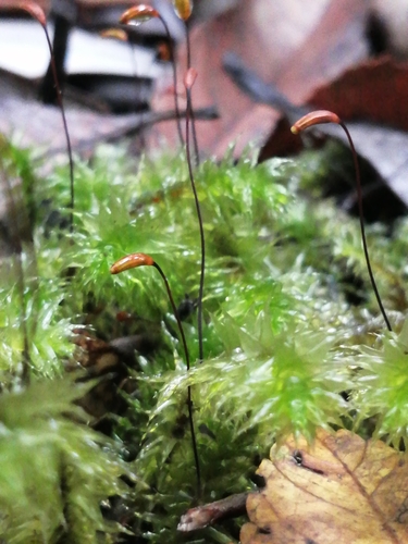 Ptychomnion cygnisetum, 2024-03-29