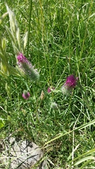 Trifolium purpureum