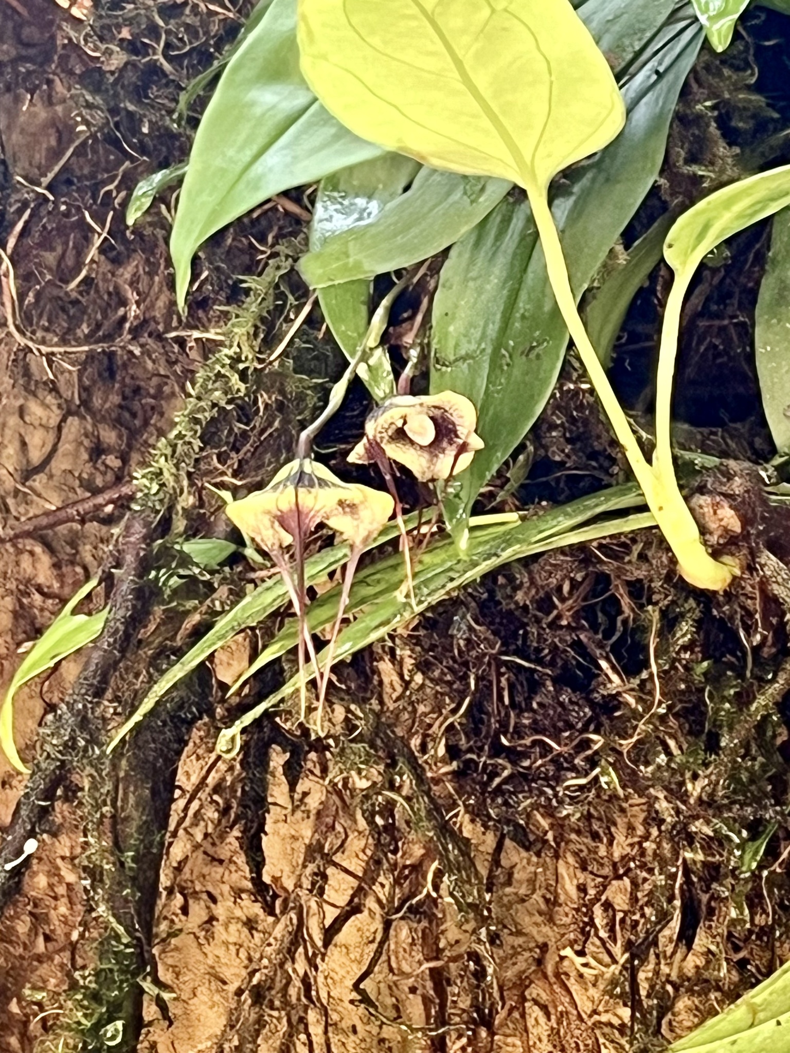Imagem de Orquídea Drácula