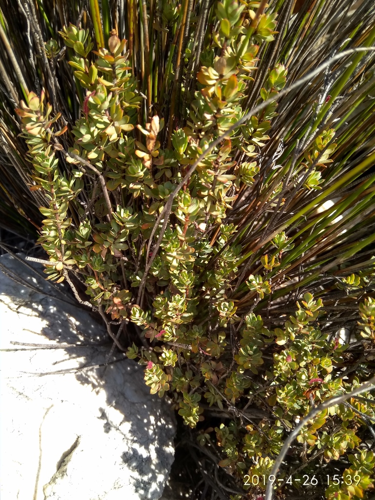 Cliffortia carinata from Steenbras Nature Reserve, Western Cape on