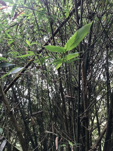 Long-branch Bambusa (Bambusa dolichoclada)