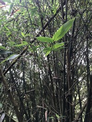 Bambusa dolichoclada