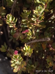 Cliffortia carinata
