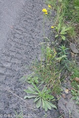 Pilosella piloselloides